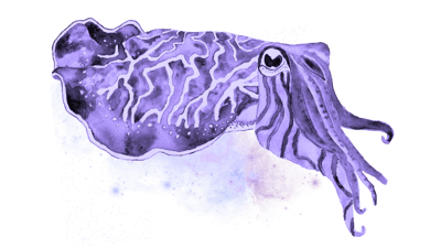 Cosmic Cuttlefish Cosmic Cuttlefish