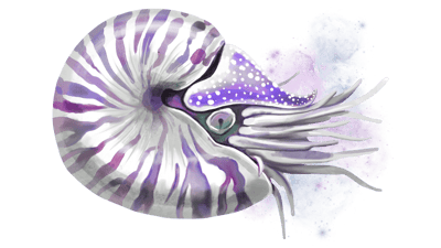Cosmic Nautilus Cosmic Nautilus