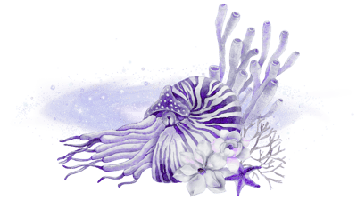 Cosmic Nautilus Cosmic Nautilus