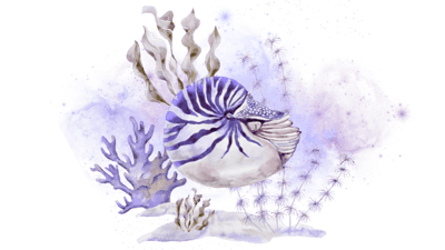 Cosmic Nautilus Cosmic Nautilus