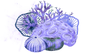 Cosmic Coral Cosmic Coral