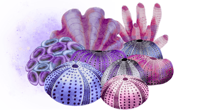 Cosmic Coral Cosmic Coral