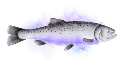 Cosmic Salmon